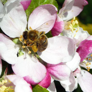 Obstbl tenhonig