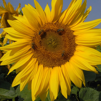 Sonnenblumenhonig kaufen