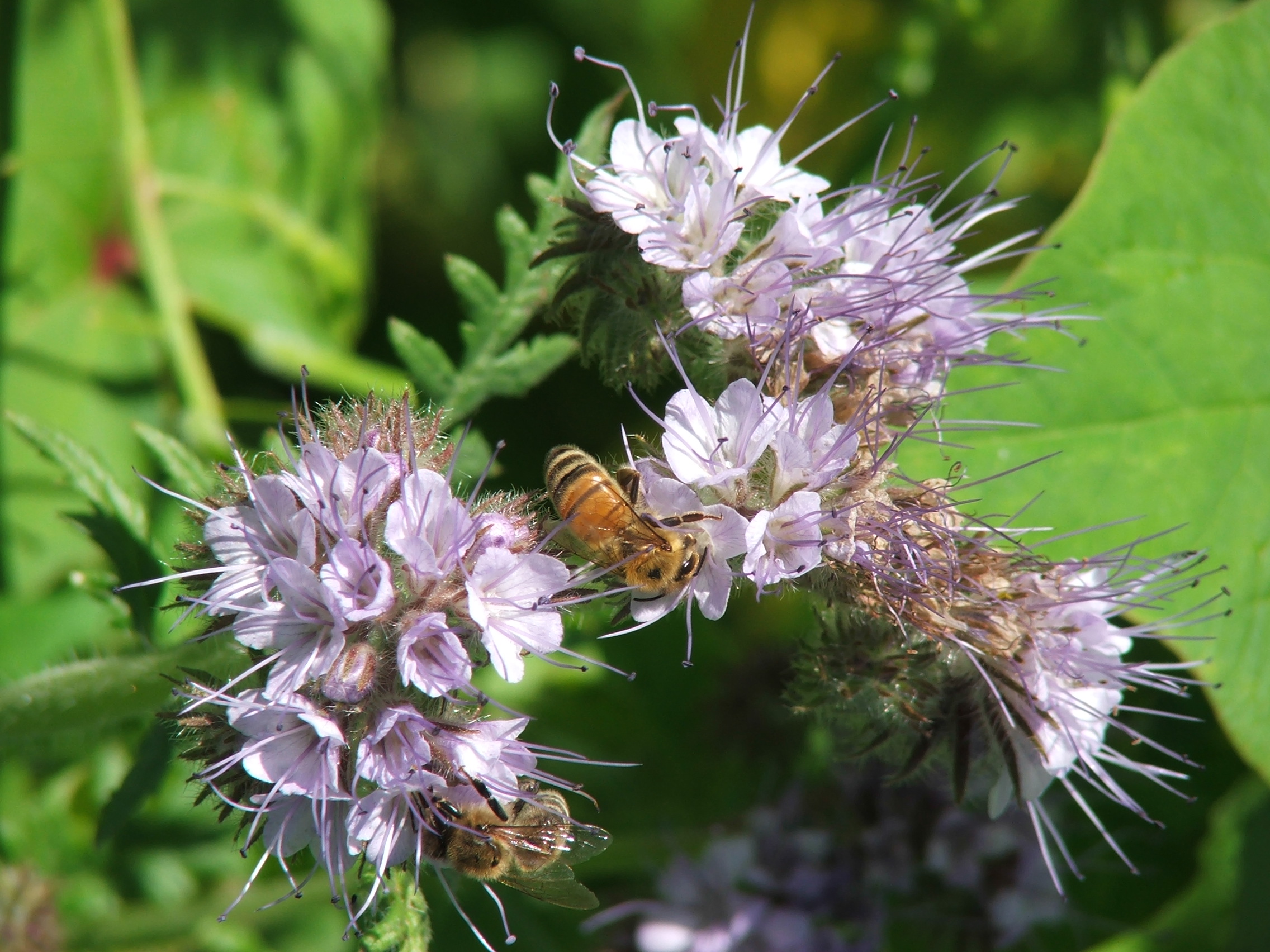 2007 0714bienenweide20070021