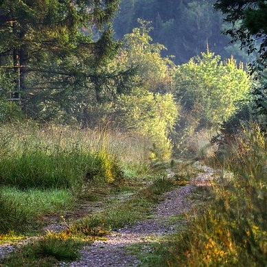Wald und bl tenhonig online kaufen