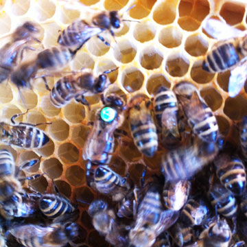 Bienen kaufen