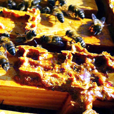 Propolis aus deutschland kaufen