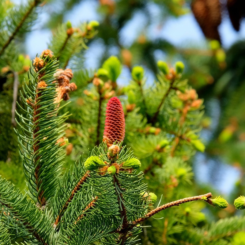 Weisstannenhonig   tannenhonig aus dem schwarzwald kaufen