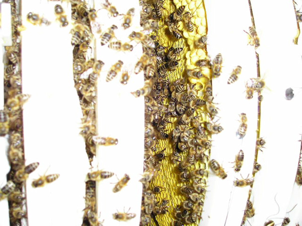 Bienen1