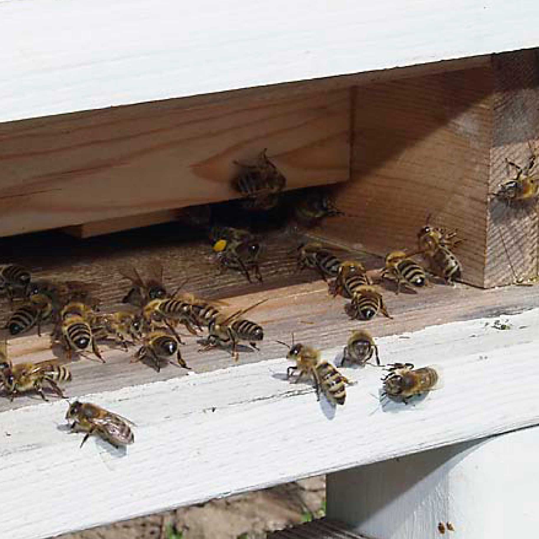 Bienenanflug klein