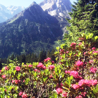 Alpenrosenhonig