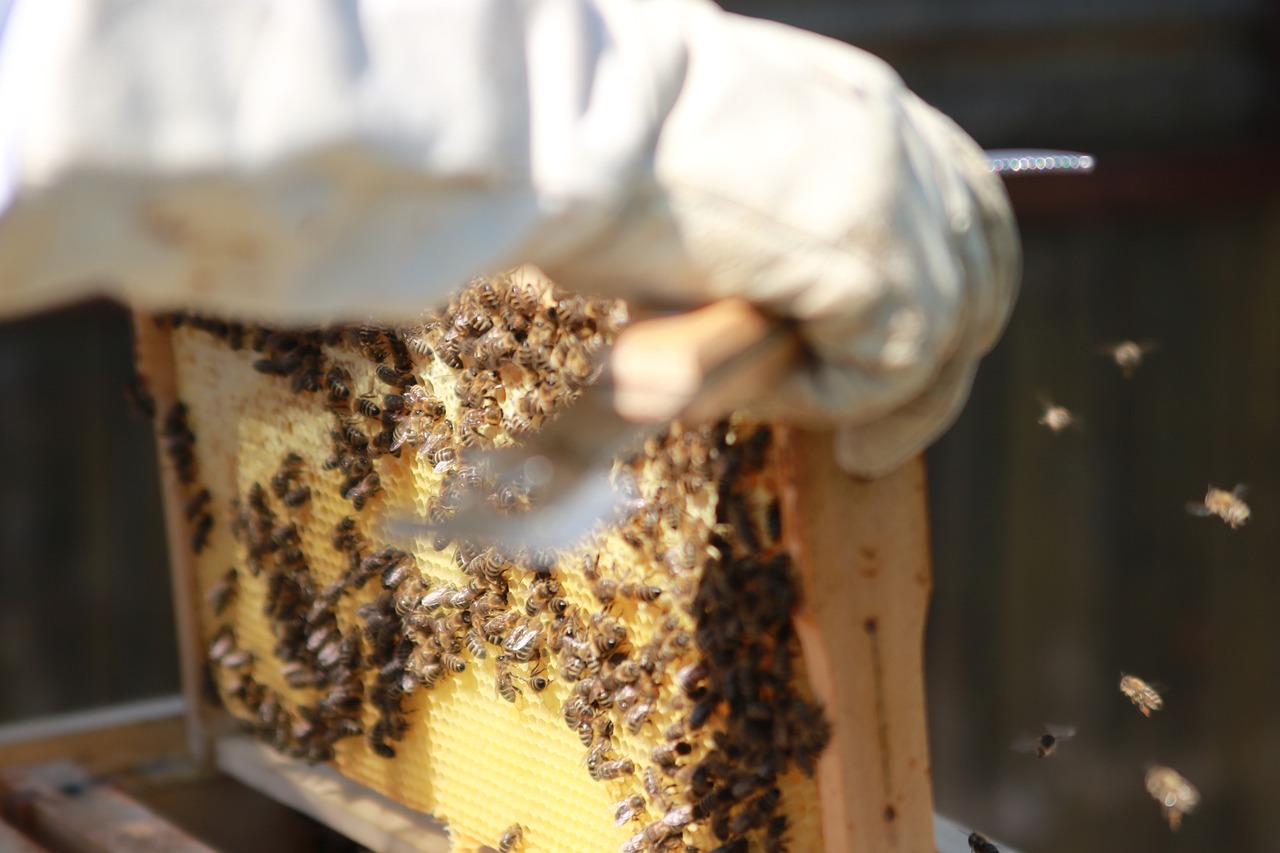 Bienenwabe und imker heimathonig.de