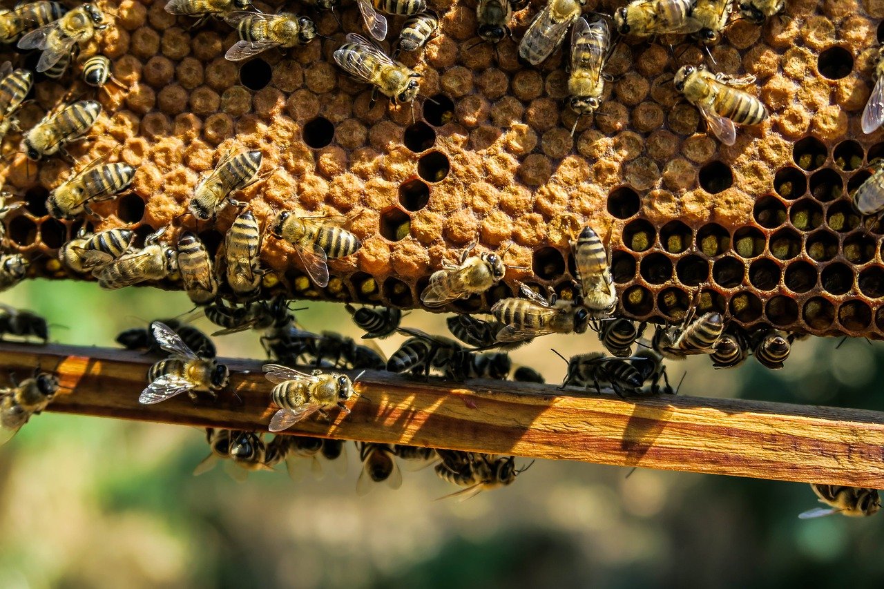 Bienen an wabe heimathonig.de 