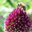 Biene auf allium