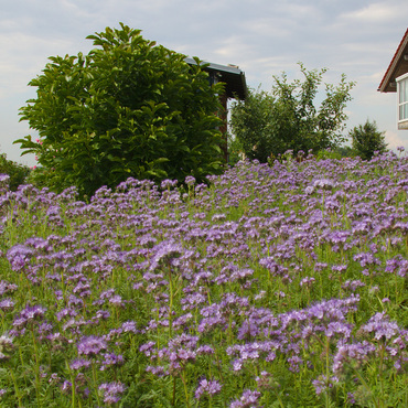 Productthumb honig kaufen in oberbayern