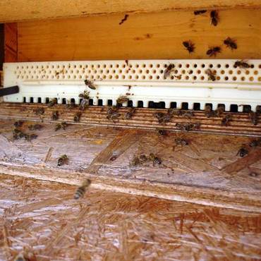 Productthumb bienen von imker hofmann