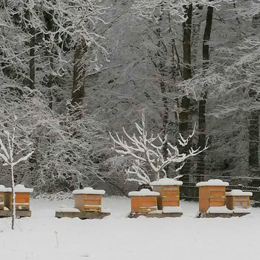 Productthumb imker im allg u honig kaufen bienen im winter