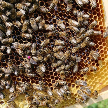 Productthumb lecker schwarzwald honig von imker fischer