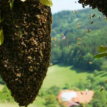 Productthumb bienenschwarm im schwarzwald