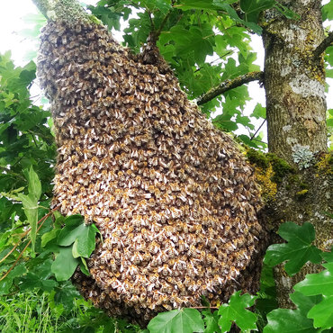 Productthumb bienenpatenschaft