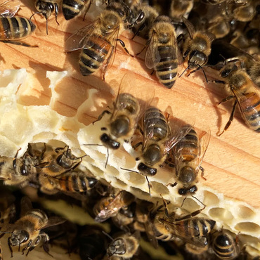 Productthumb wesensgerechte bienenhaltung in bonn von imker salhi