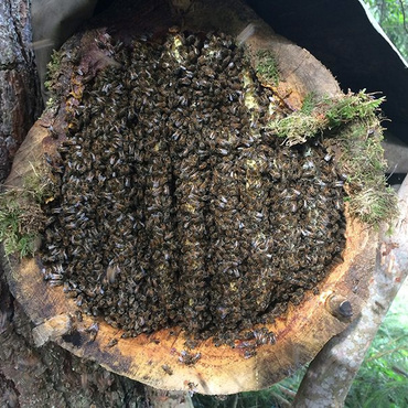 Productthumb bienen der steinzeit imkerei am bodensee