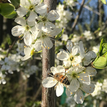 Productthumb biene am obstbaum