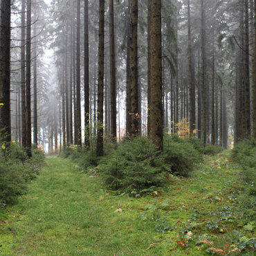 Productthumb wo bienen schwarzwald honig sammeln