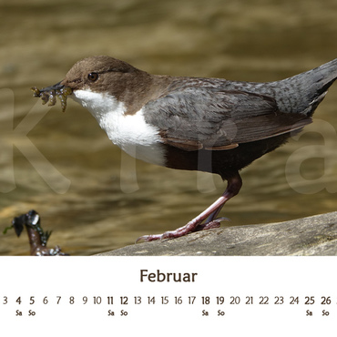 Productthumb kiras kalender 2023   vorschau 02 februar