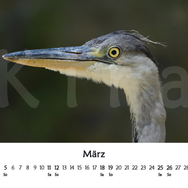 Productthumb kiras kalender 2023   vorschau 03 m rz