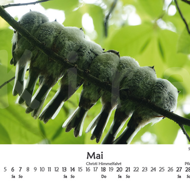 Productthumb kiras kalender 2023   vorschau 05 mai