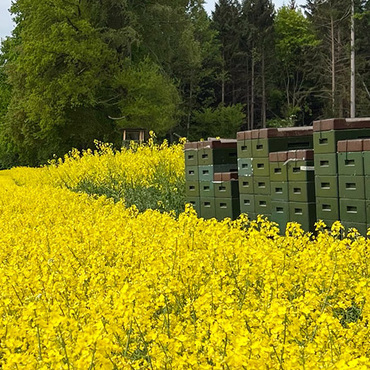 Productthumb rapshonig von mirko baden aus der l neburger heide