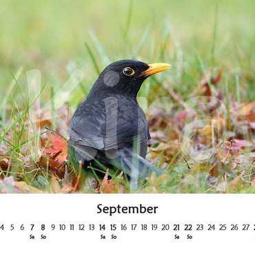 Productthumb september