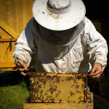 Productthumb imker christian pinzl aus niederbayern kontrolliert seine bienen