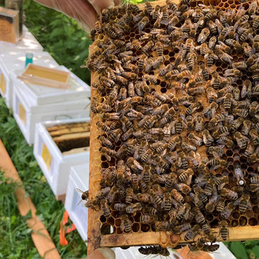 Productthumb imker christian pinzl bei seinen bienen in niederbayern