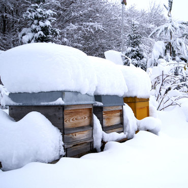 Productthumb winter bei den bienen von imker christian pinzl in niederbayern