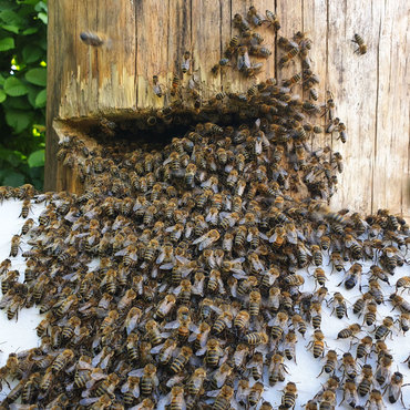 Productthumb bienen schwarmeinlauf bei imker johannes wohlleber in waldburg