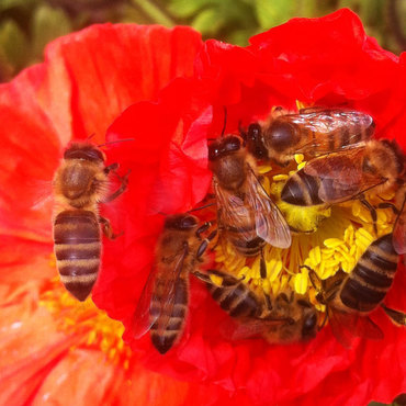Productthumb bienenparadies bei imker johannes wohlleber in waldburg