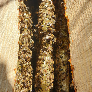 Productthumb naturwabenbau in der klotzbeute bei imker johannes wohlleber in waldburg
