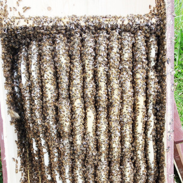 Productthumb bienenvolk