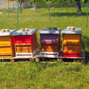 Productthumb imker m ller und seine bienen