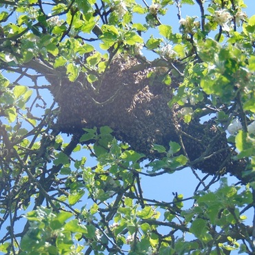 Productthumb bienenschwarm im baum