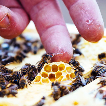 Productthumb gutes verh ltnis zu unseren bienen im harz