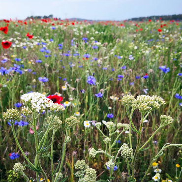 Productthumb bienenweide f r leckeren honig aus dem harz