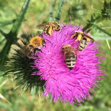 Productthumb bienendistel