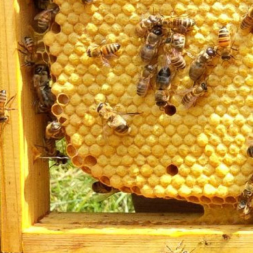 Productthumb bienenk nigin kaufen