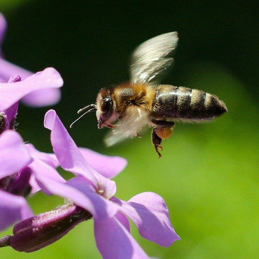 Productthumb bienenpatenschaft f r eigenen honig 1603878440 4n2i27xti