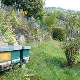 For listing bienenpatenschaft im s dschwarzwald baden w rttemberg