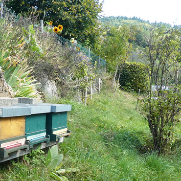 Productthumb bienenpatenschaft im s dschwarzwald baden w rttemberg