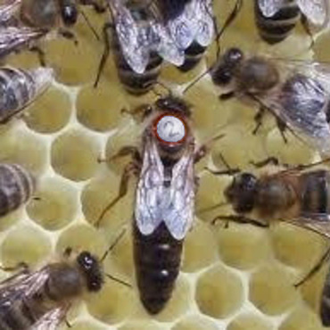 Bienenkoenigin kaufen 2021