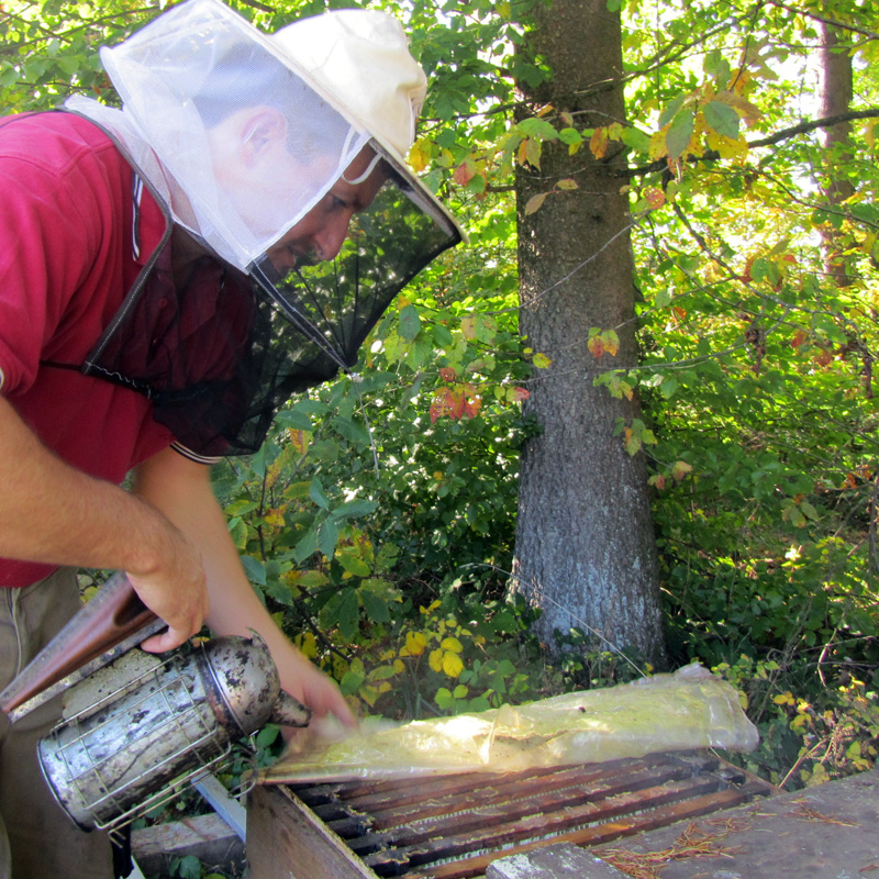 Bienenpatenschaft beim schwarzwald imker in baden w rttemberg